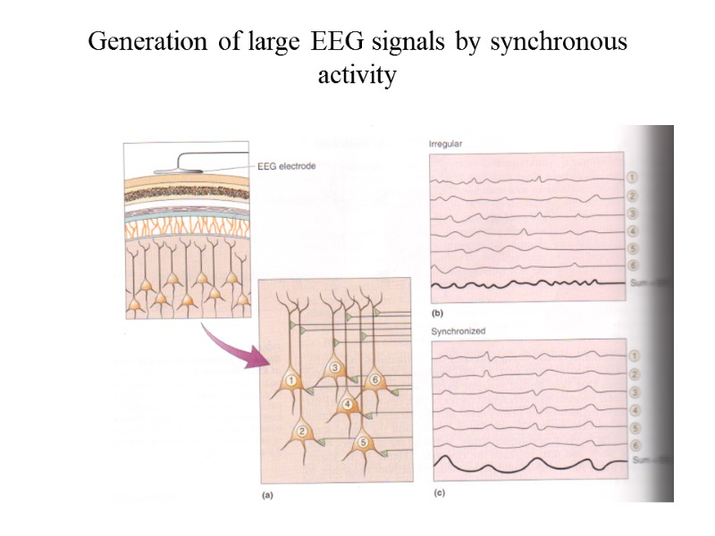 Generation of large EEG signals by synchronous activity